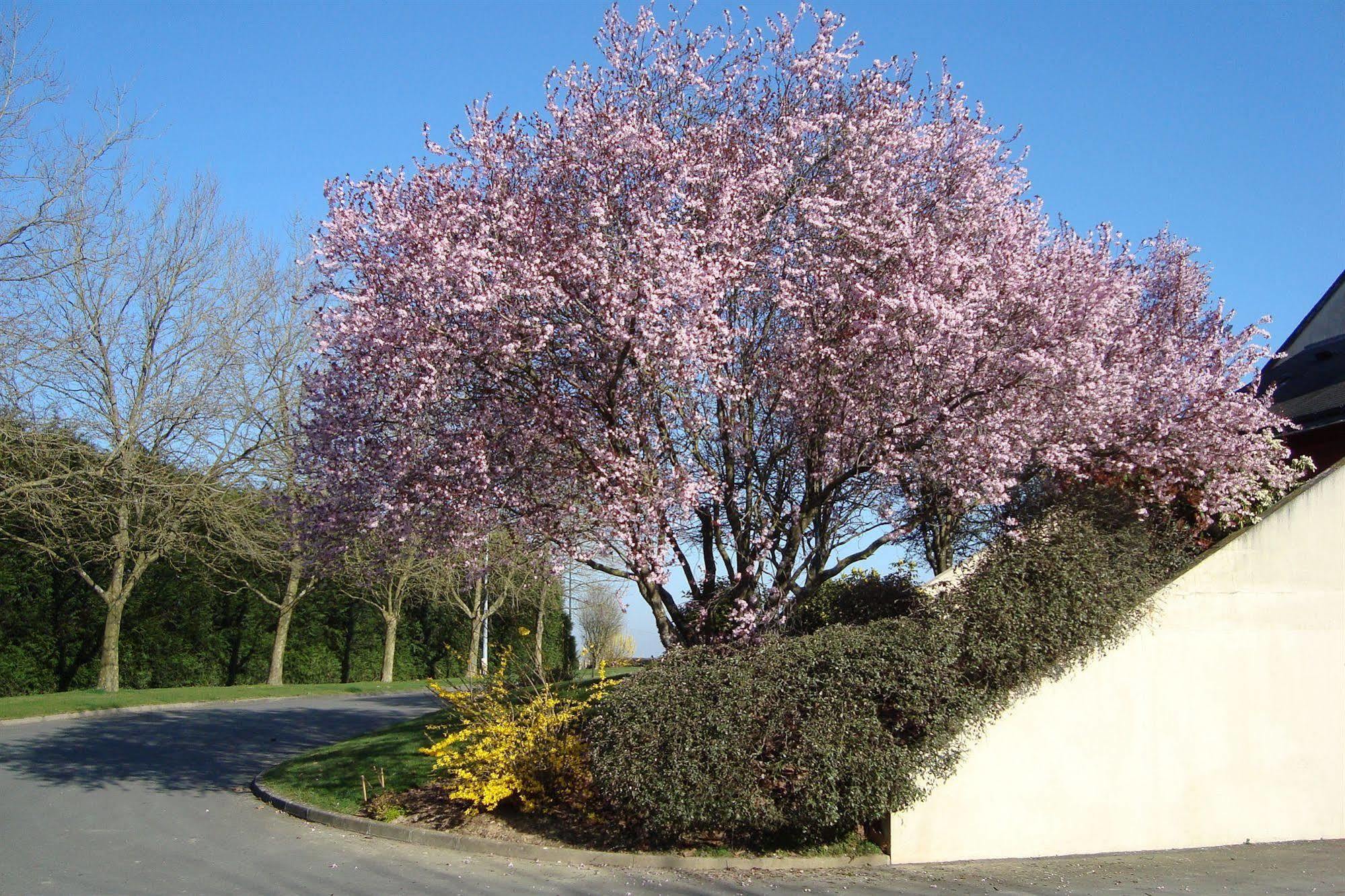 Hotel Le Bretagne Louvigné-de-Bais Buitenkant foto